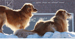 Desktop Screenshot of petsandina.co
